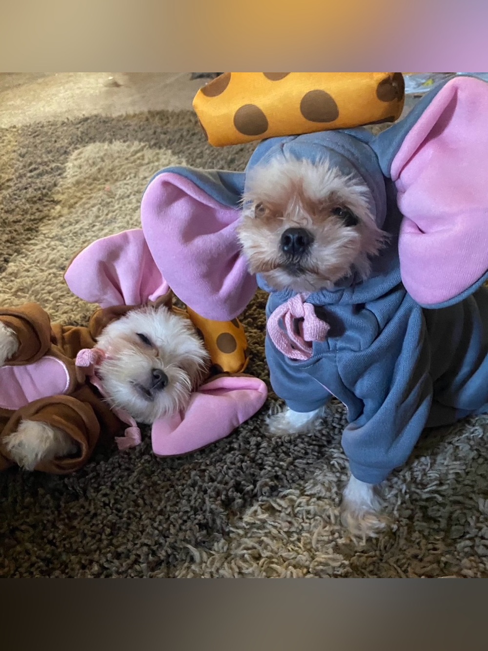 Halloween costumes for puppy’s Size xs/s 2 mice
